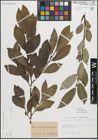 Foto von Salix myrsinifolia Salisb.